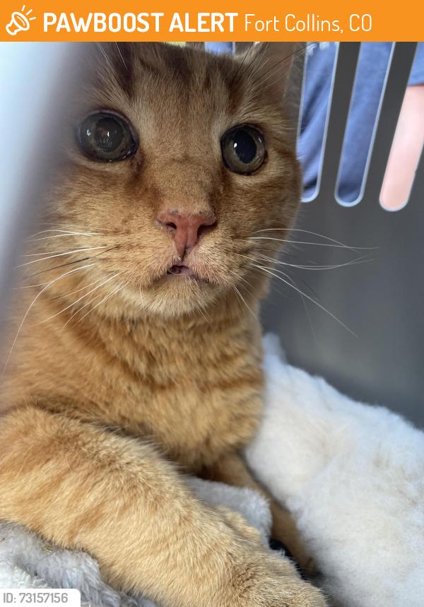 Found/Stray Unknown Cat last seen Parkwood and Brookwood, Fort Collins, CO 80525