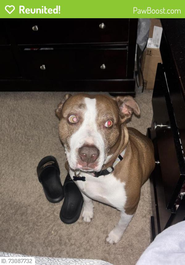 Reunited Female Dog last seen Pine track pass, Silver Springs Shores, FL 34472
