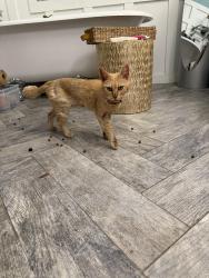 Found/Stray Female Cat last seen W Irvin Ave, Temple Texas, Temple, TX 76501
