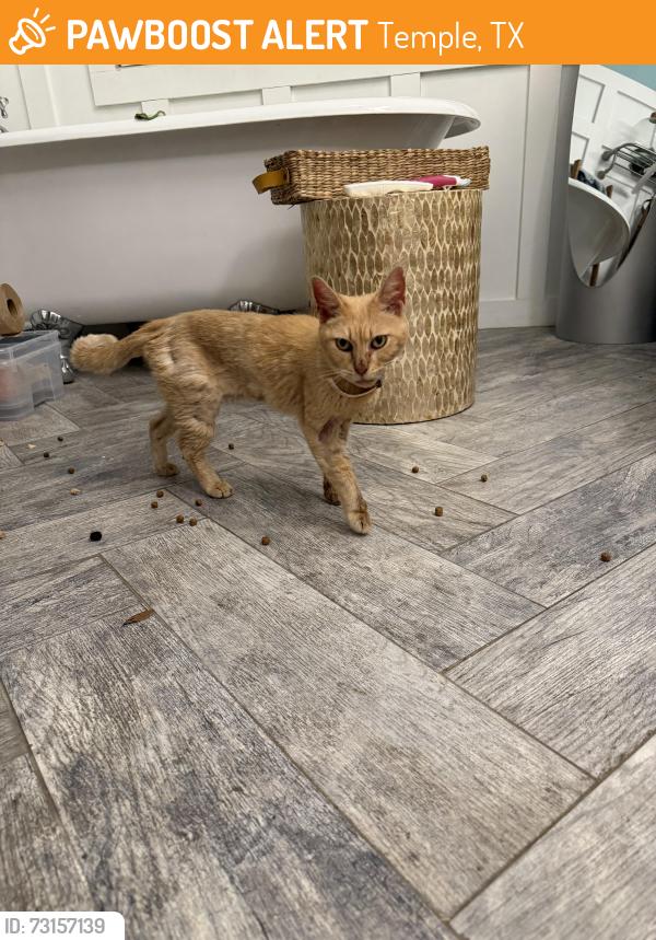 Found/Stray Female Cat last seen W Irvin Ave, Temple Texas, Temple, TX 76501