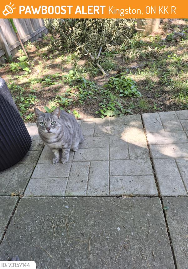 Found/Stray Female Cat last seen Regiopolis High school, Kingston, ON K7K 3R2