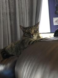 Lost Female Cat last seen At my hse slipped out can’t find her, Titusville, FL 32796