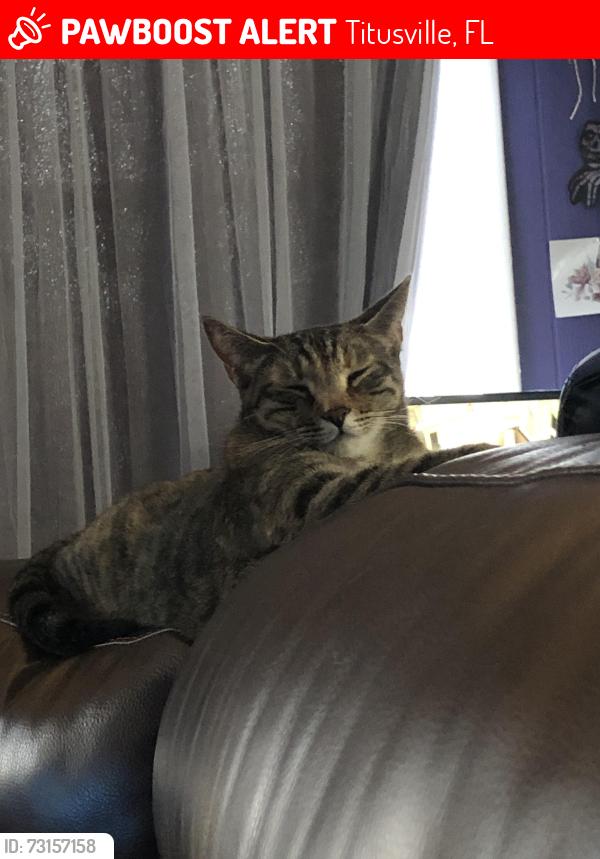 Lost Female Cat last seen At my hse slipped out can’t find her, Titusville, FL 32796
