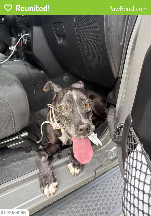 Reunited Female Dog last seen NE 2nd ave and 125 street, North Miami, FL 33161