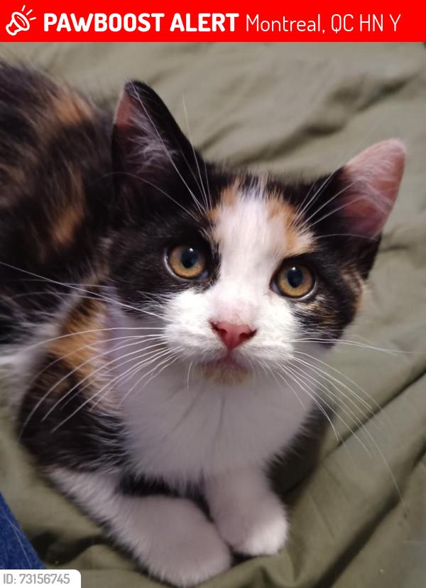Lost Female Cat last seen Quenneville, Montreal, QC H4N 1Y8