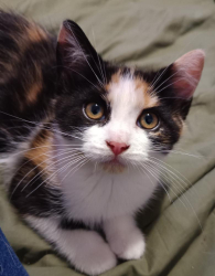 Lost Female Cat last seen Quenneville, Montreal, QC H4N 1Y8