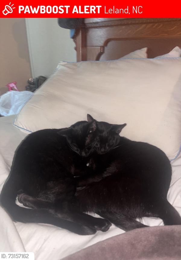 Lost Male Cat last seen Near hickory dr Leland, Leland, NC 28451