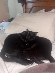 Lost Male Cat last seen Near hickory dr Leland, Leland, NC 28451