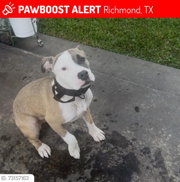 Lost Male Dog last seen on grayless st., Richmond, TX 77406