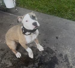 Lost Male Dog last seen on grayless st., Richmond, TX 77406