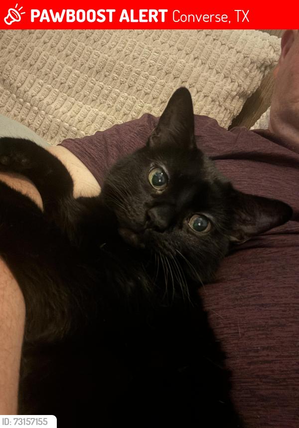 Lost Male Cat last seen Meadow Branch, Converse, TX 78109