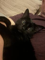 Lost Male Cat last seen Meadow Branch, Converse, TX 78109