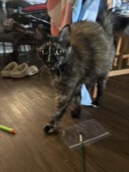 Reunited Female Cat last seen At the terraces apmts, Escondido, CA 92026
