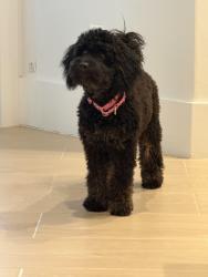 Reunited Female Dog last seen Terracina Ct & Terracina Way, Naples, FL 34119