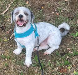 Reunited Male Dog last seen Fortuna Plaza, Montclair, VA 22025