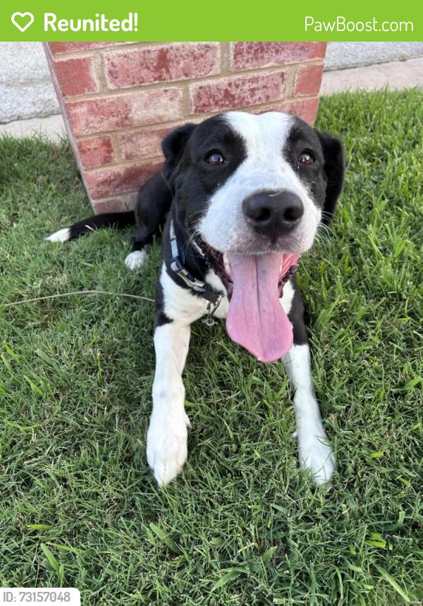 Reunited Male Dog last seen Bayberry Dr and Vaquero Dr, Arlington, TX 76017