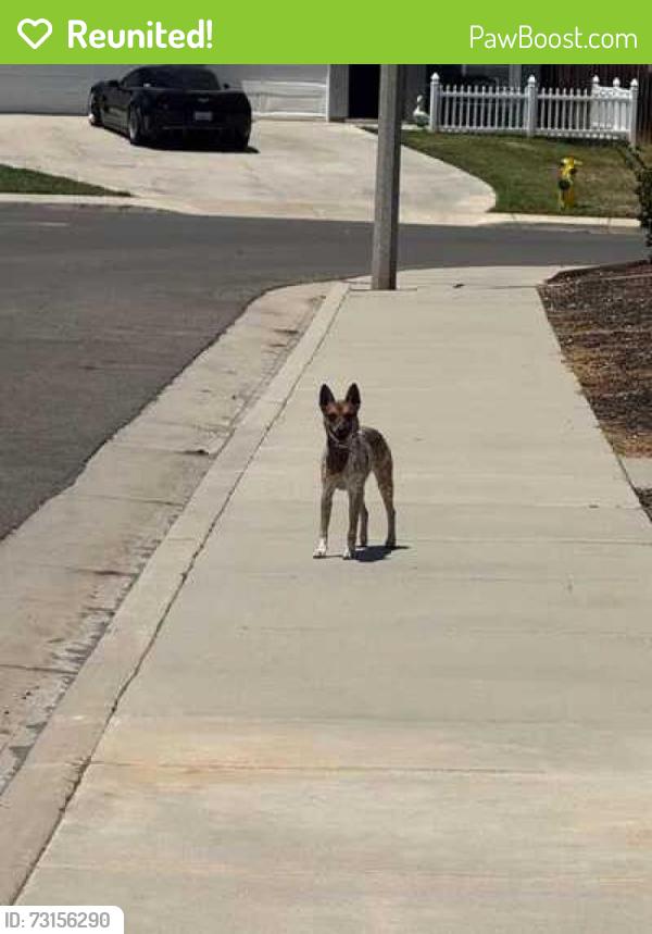 Reunited Female Dog last seen Palm and cougar, Beaumont, CA 92223