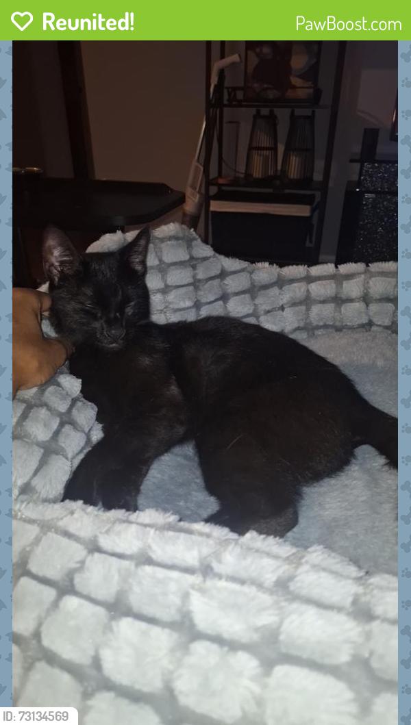 Reunited Female Cat last seen Shrewsbury green condmniums- jumped out the window, Shrewsbury, MA 01545
