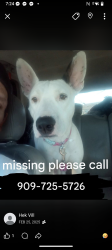 Lost Female Dog last seen Starbucks, San Bernardino, CA 92408