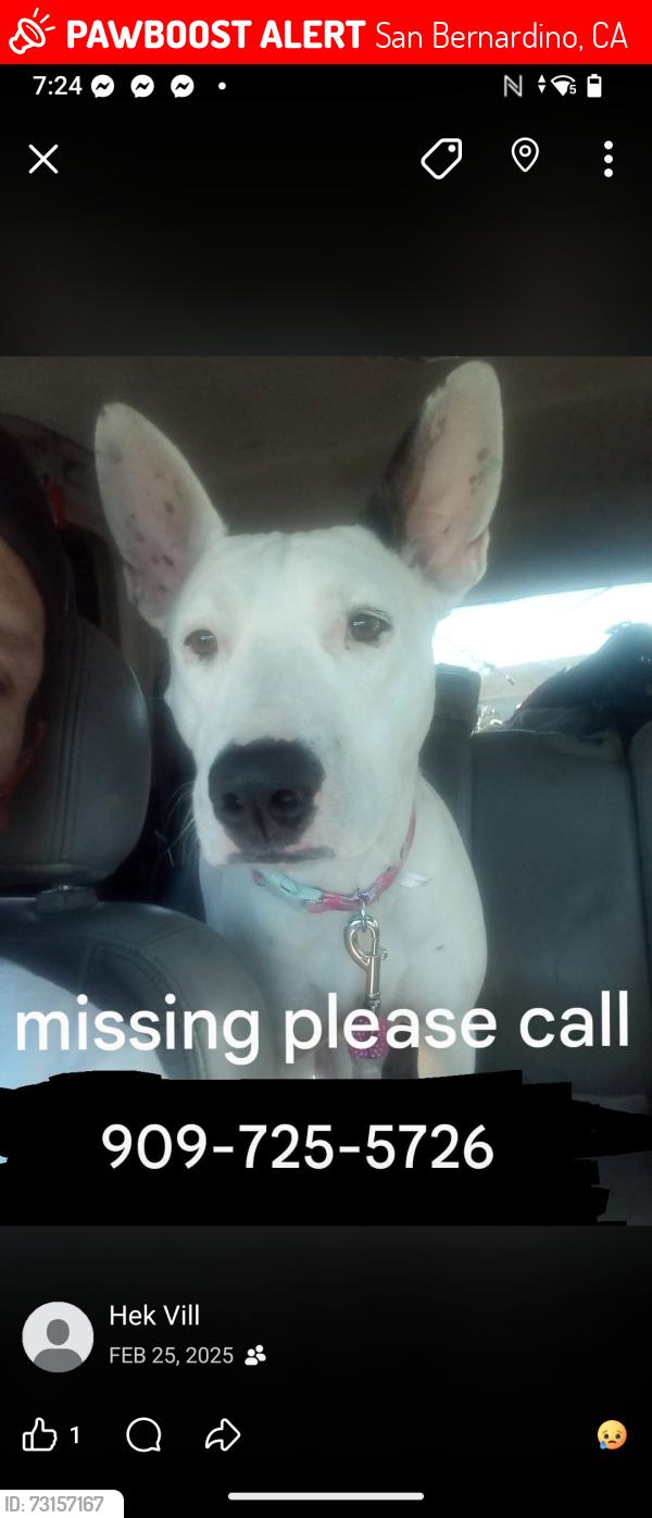 Lost Female Dog last seen Starbucks, San Bernardino, CA 92408