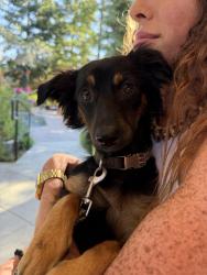 Found/Stray Male Dog last seen Zocalo sacramento, Sacramento, CA 95811