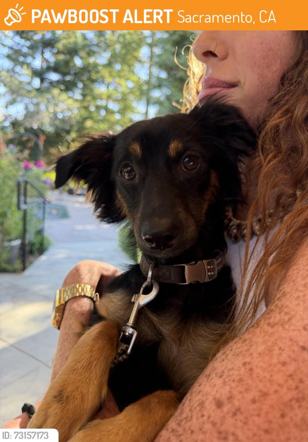 Found/Stray Male Dog last seen Zocalo sacramento, Sacramento, CA 95811