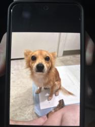 Found/Stray Male Dog last seen Near, Houston, TX 77095