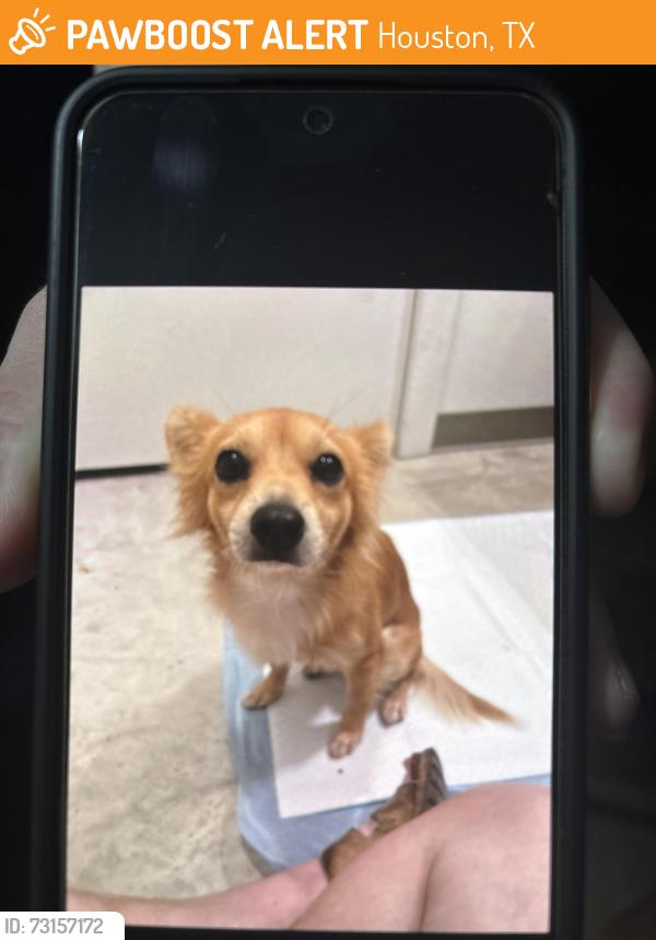 Found/Stray Male Dog last seen Near, Houston, TX 77095