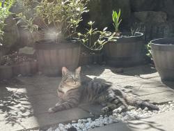 Found/Stray Male Cat last seen Weatherly apmt near Safeway, Shoreline, WA 98155
