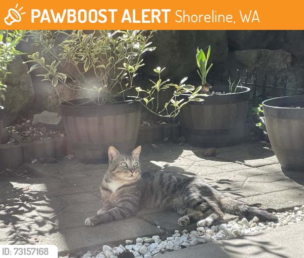 Found/Stray Male Cat last seen Weatherly apmt near Safeway, Shoreline, WA 98155