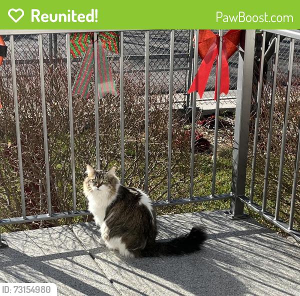 Reunited Female Cat last seen Near W 7240 S West Jordan, West Jordan, UT 84084