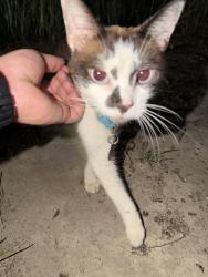 Found/Stray Unknown Cat last seen By the tennis courts, Fayetteville, NC 28303