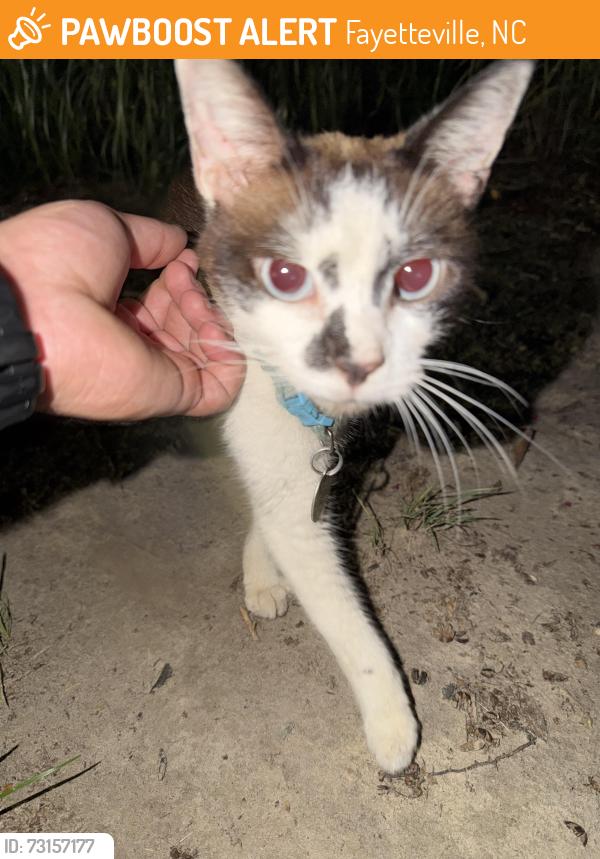 Found/Stray Unknown Cat last seen By the tennis courts, Fayetteville, NC 28303