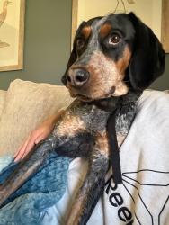 Reunited Female Dog last seen West Outer Dr., Oak Ridge, TN 37830