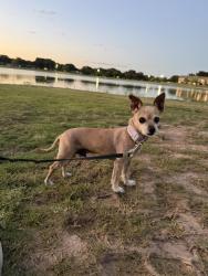 Reunited Male Dog last seen Gary Ave, Lubbock, TX 79413