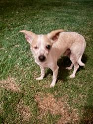 Reunited Male Dog last seen Custer and Bunker Hill, 75075, Plano, TX 75075