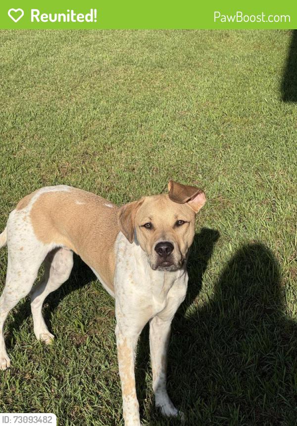 Reunited Male Dog last seen 128th and 60th, Fennville, MI 49408