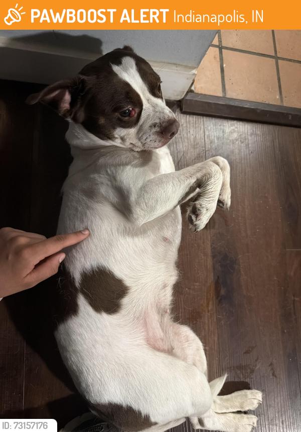 Found/Stray Female Dog last seen 75th Pl, Indianapolis, IN 46260