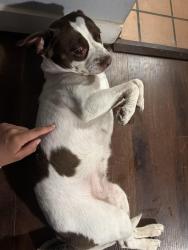 Found/Stray Female Dog last seen 75th Pl, Indianapolis, IN 46260