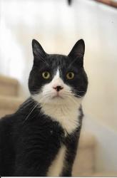 Lost Male Cat last seen Summersong Court and Summersong Lane, Encinitas, CA 92024