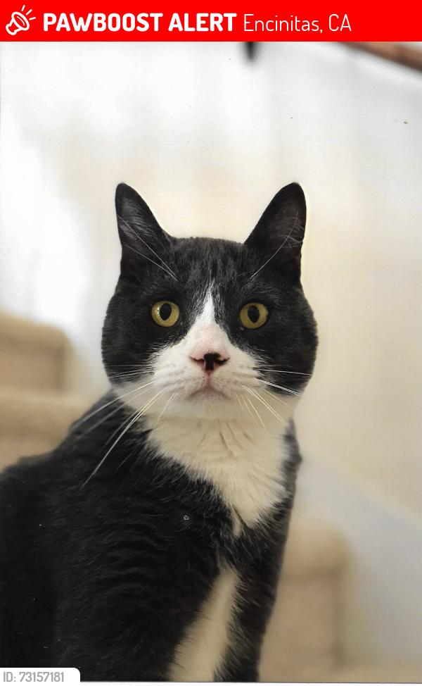 Lost Male Cat last seen Summersong Court and Summersong Lane, Encinitas, CA 92024