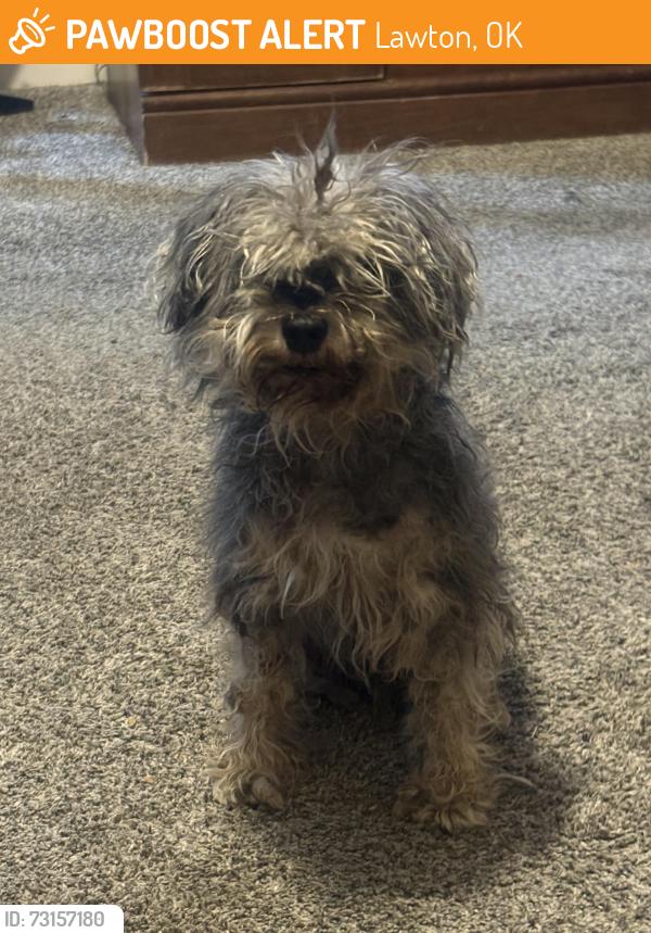 Rehomed Male Dog last seen NW Arlington, Lawton, OK 73505