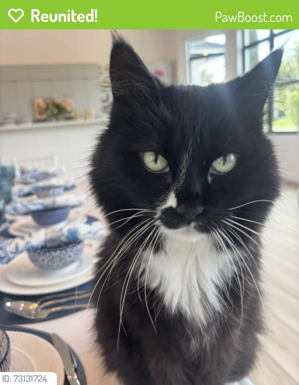 Reunited Male Cat last seen Near Halter Rd, Wellington, FL 33414, USA, Wellington, FL 33414