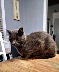 Reunited Male Cat last seen Alpine, Barbecue, NC 27332
