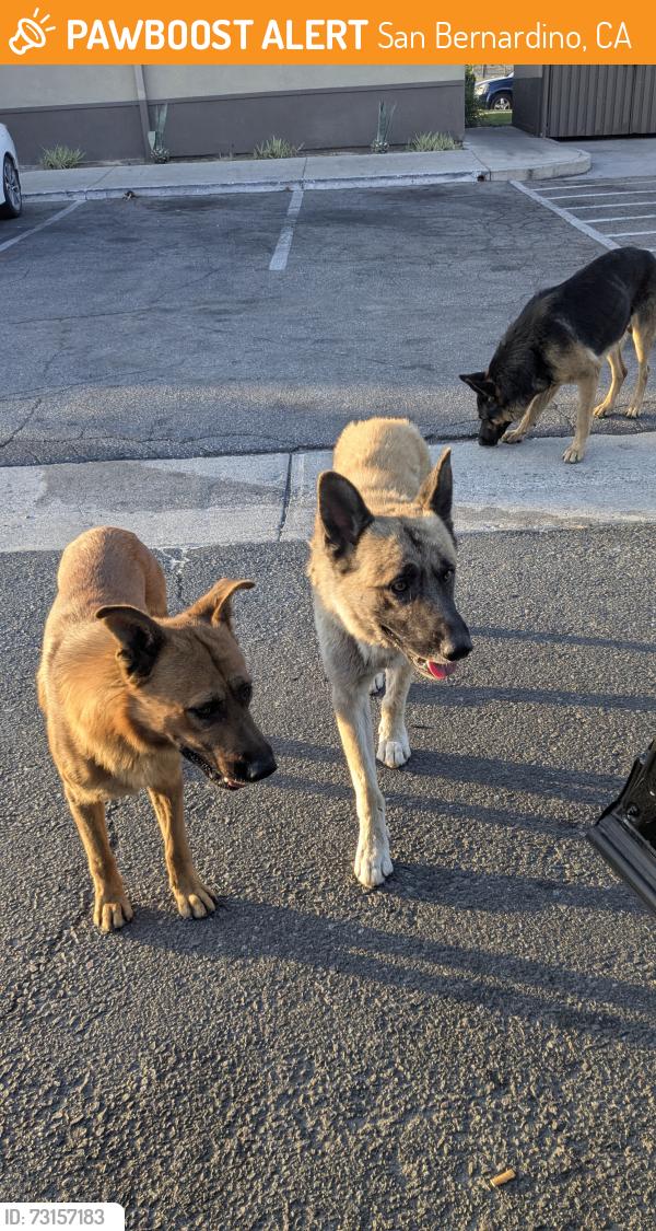 Found/Stray Unknown Dog last seen 9th and waterman, San Bernardino, CA 92410