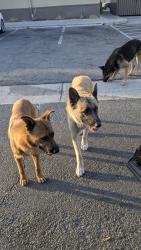 Found/Stray Unknown Dog last seen 9th and waterman, San Bernardino, CA 92410