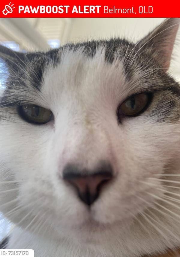 Lost Male Cat last seen London rd and Boston rd,, Belmont, QLD 4153