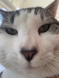 Lost Male Cat last seen London rd and Boston rd,, Belmont, QLD 4153