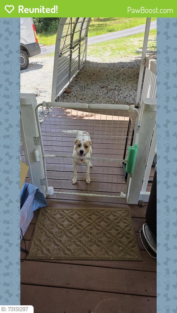 Reunited Male Dog last seen Hanover Drive and Loop Circle, Oconee County, SC 29693