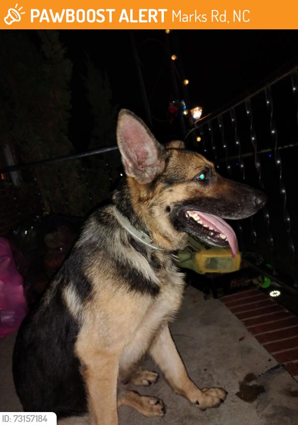 Found/Stray Female Dog last seen Marks road & Deodora Lane, Marks Rd, NC 28326
